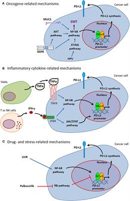 Regulation of PD-L1 Expression by NF-κB in Cancer